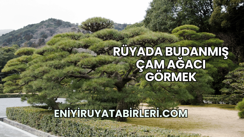 Rüyada Budanmış Çam Ağacı Görmek