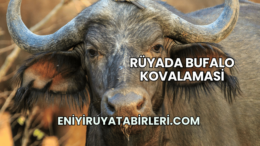 Rüyada Bufalo Kovalamasi