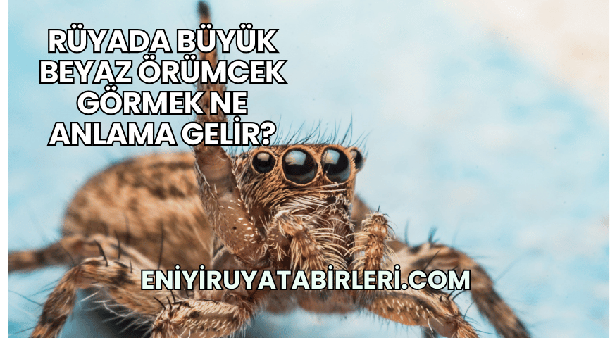 Rüyada Büyük Beyaz Örümcek Görmek Ne Anlama Gelir?