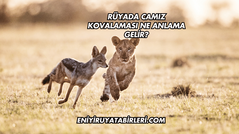 Rüyada Camız Kovalaması Ne Anlama Gelir?