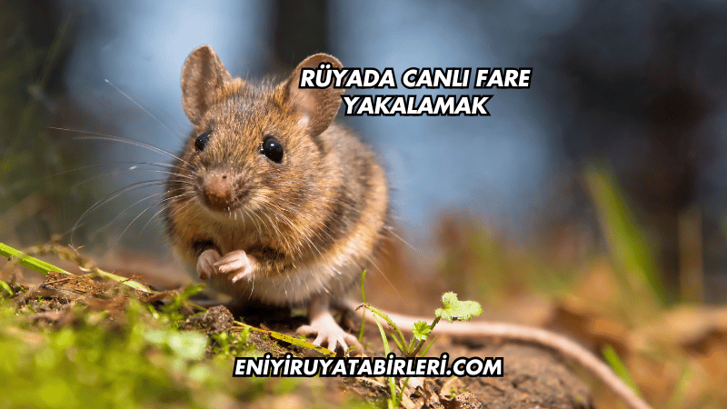 Rüyada Canlı Fare Yakalamak
