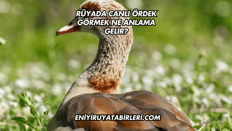 Rüyada Canlı Ördek Görmek Ne Anlama Gelir?
