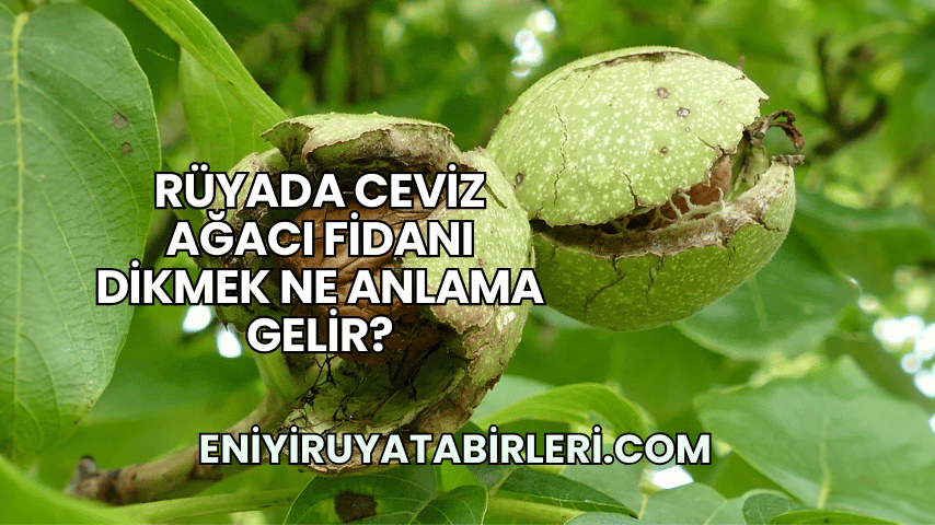 Rüyada Ceviz Ağacı Fidanı Dikmek Ne Anlama Gelir?