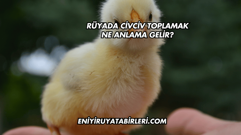 Rüyada Civciv Toplamak Ne Anlama Gelir?