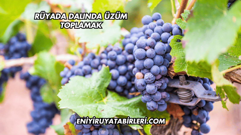 Rüyada Dalında Üzüm Toplamak