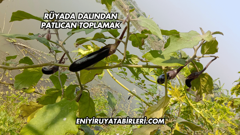 Rüyada Dalından Patlıcan Toplamak