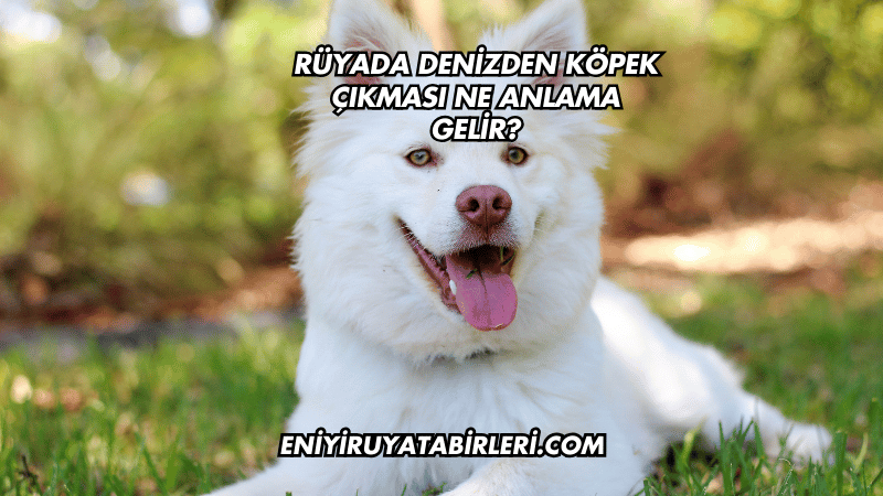 Rüyada Denizden Köpek Çıkması Ne Anlama Gelir?