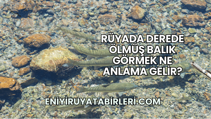 Rüyada Derede Ölmüş Balık Görmek Ne Anlama Gelir?