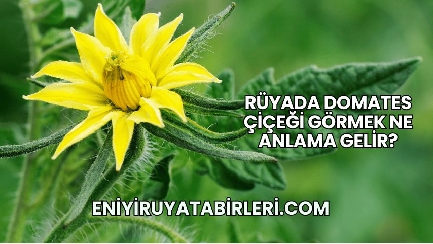 Rüyada Domates Çiçeği Görmek Ne Anlama Gelir?
