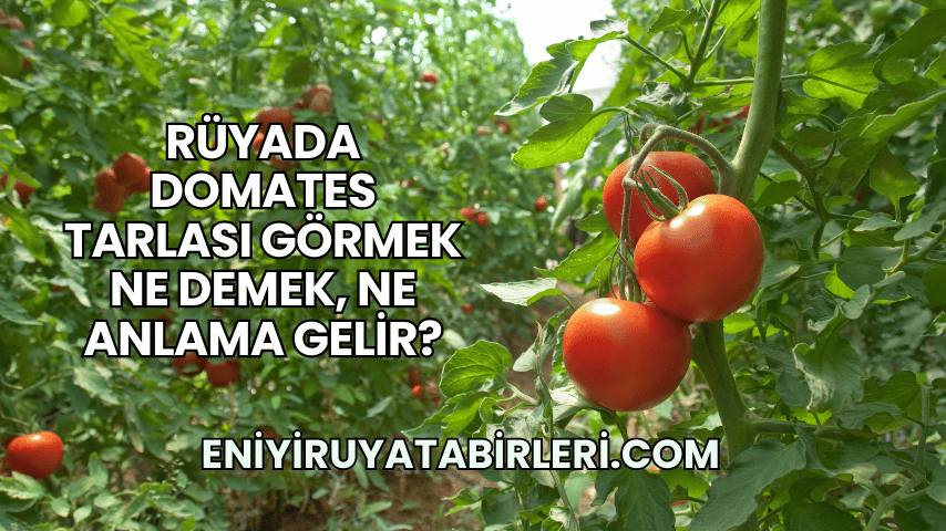 Rüyada Domates Tarlası Görmek Ne Demek, Ne Anlama Gelir?