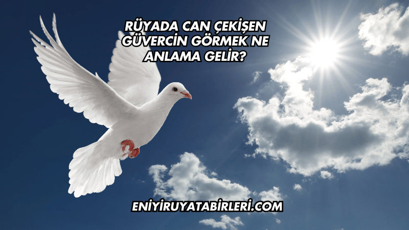 Rüyada Can Çekişen Güvercin Görmek Ne Anlama Gelir?