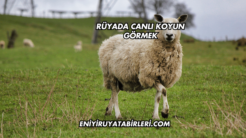 Rüyada Canlı Koyun Görmek
