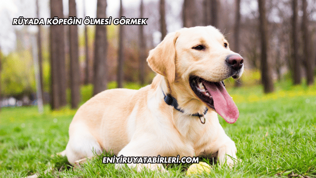 Rüyada Köpeğin Ölmesi Görmek