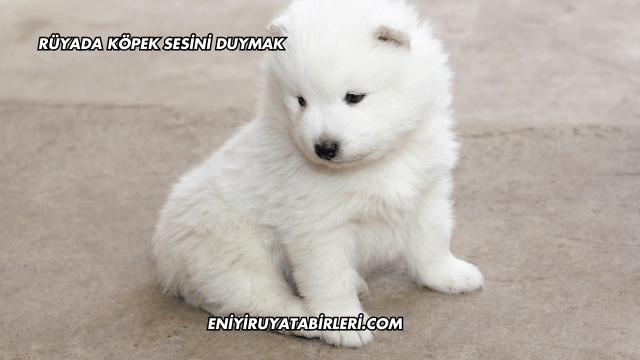 Rüyada Köpek Sesini Duymak