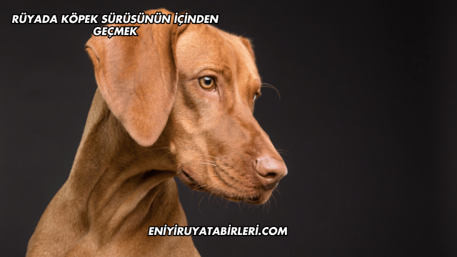 Rüyada Köpek Sürüsünün İçinden Geçmek