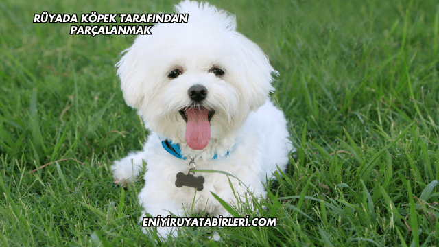 Rüyada Köpek Tarafından Parçalanmak