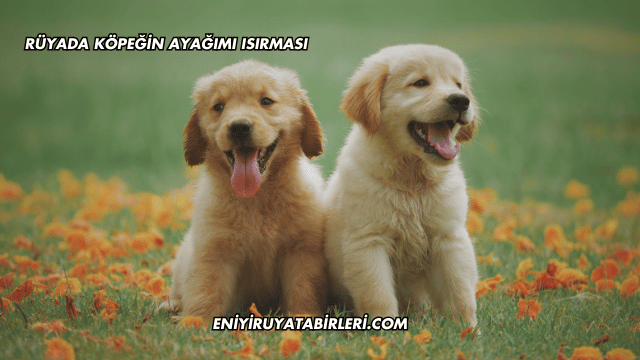 Rüyada Köpeğin Ayağımı Isırması
