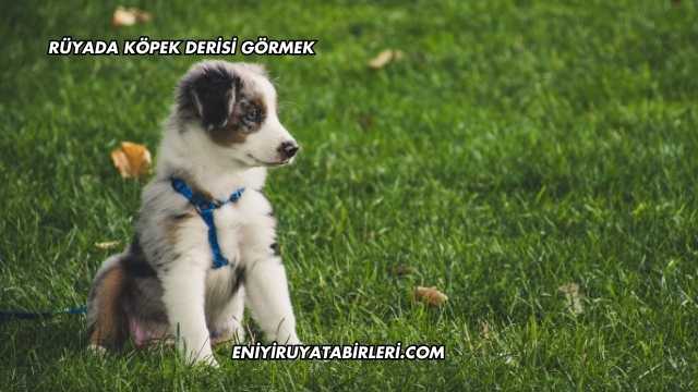 Rüyada Köpek Derisi Görmek